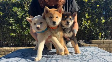 Cucciolo/a SHIBA inu