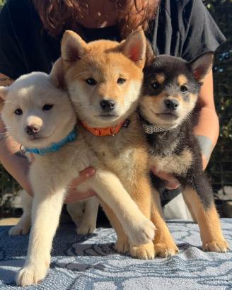 Cucciolo/a SHIBA inu