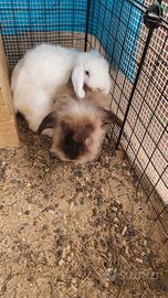 Coniglietti arieti nani coppia