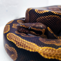 Pitone Reale Maschio GHI Ph Granite 2022 Proven