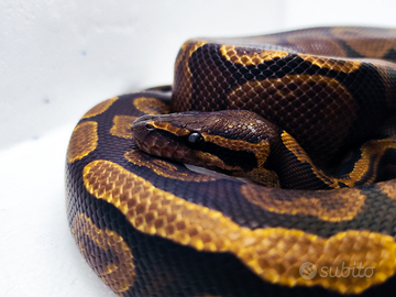 Pitone Reale Maschio GHI Ph Granite 2022 Proven