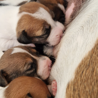 Vendita. Disponibile a Dicembre
