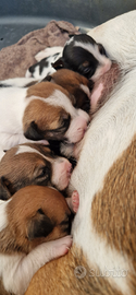 Vendita. Disponibile a Dicembre