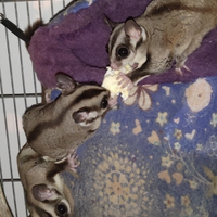 Petauri dello zucchero