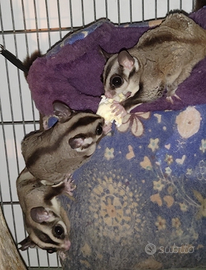 Petauri dello zucchero