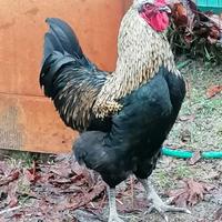 Gallo francese razza Marans
