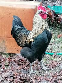 Gallo francese razza Marans