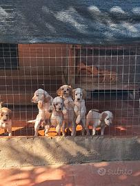 Cucciolo setter inglese