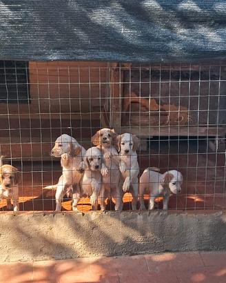 Cucciolo setter inglese