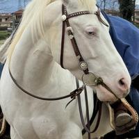 Cavalla Paint di 8 Anni Leggere attentamente la de