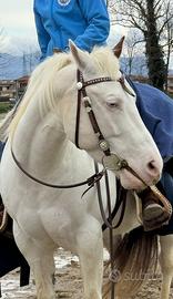 Cavalla Paint di 8 Anni Leggere attentamente la de