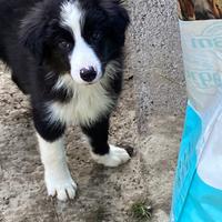 Cuccioli maschi border collie The One adozione
