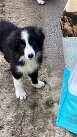 Cuccioli maschi border collie The One adozione