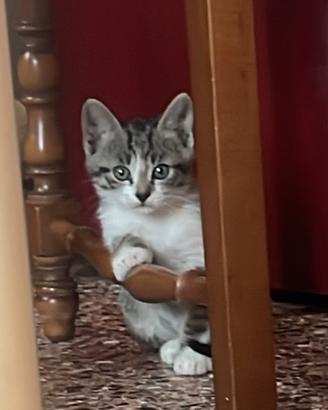 Gatti dolcissimai