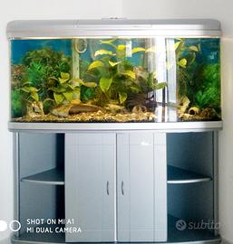 Acquario