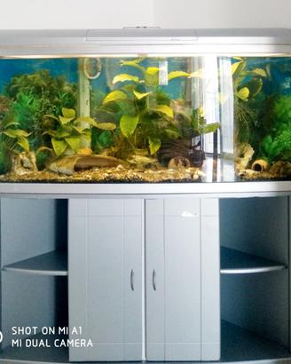 Acquario