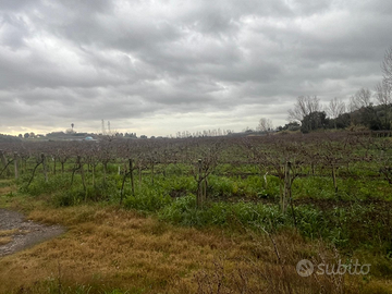 Vigneto tutto