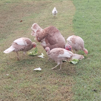 Tacchini Rosso Di Borbone