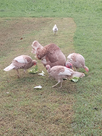 Tacchini Rosso Di Borbone