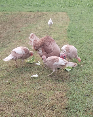 Tacchini Rosso Di Borbone