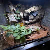 Terrario exoterra