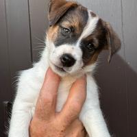 Cuccioli di jack Russell terrier
