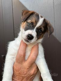 Cuccioli di jack Russell terrier