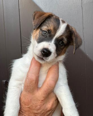 Cuccioli di jack Russell terrier