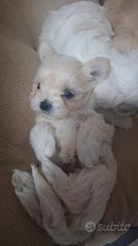 Incrocio maltese maltipoo