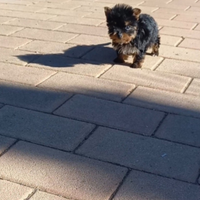 Yorkshire cuccioli taglia molto piccola