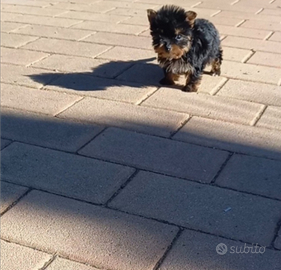 Yorkshire cuccioli taglia molto piccola