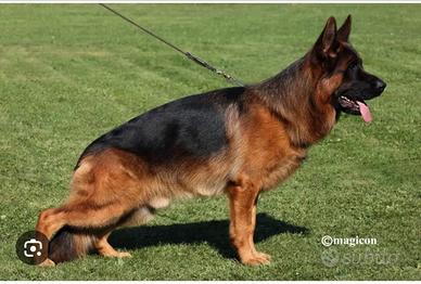 Cucciola di pastore tedesco