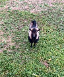 Capretto Maschio razza Tibetana