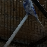 Cocorite