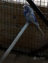 Cocorite