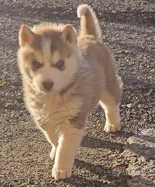 Siberian husky