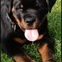 Cucciolo rottweiler 65 giorni con pedigree