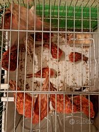 Canarini fattore rosso