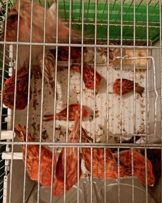 Canarini fattore rosso