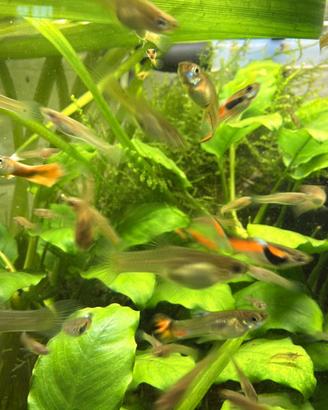 Endler guppy