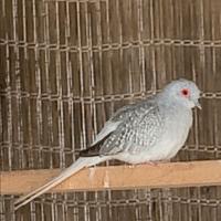 Tortore Diamantine coppia