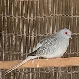 Tortore Diamantine coppia