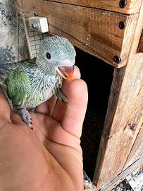 Parrocchetti dal collare pulli da allevare a mano