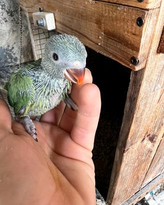 Parrocchetti dal collare pulli da allevare a mano