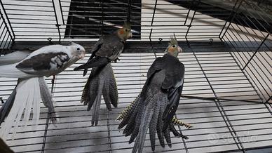 Coppie di inseparabili è in più 2 pulli