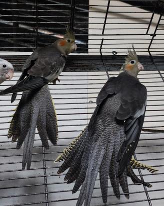 Coppie di inseparabili è in più 2 pulli