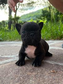 Cuccioli bulldog francese