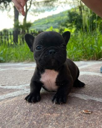 Cuccioli bulldog francese