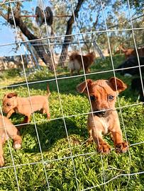 Pincher Minitoy e toy