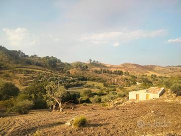 Terreno con piante di olivo e casa rurale